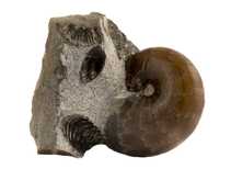 Декоративная окаменелость # 36987 камень аммонит