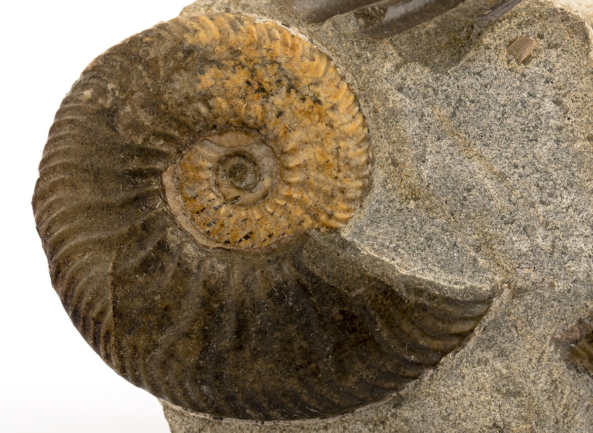 Decorative fossil # 36989, stone, ammonite