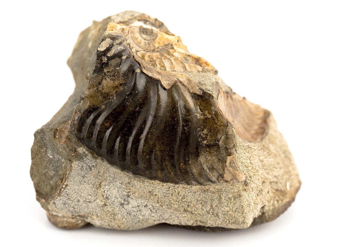 Decorative fossil # 36989, stone, ammonite