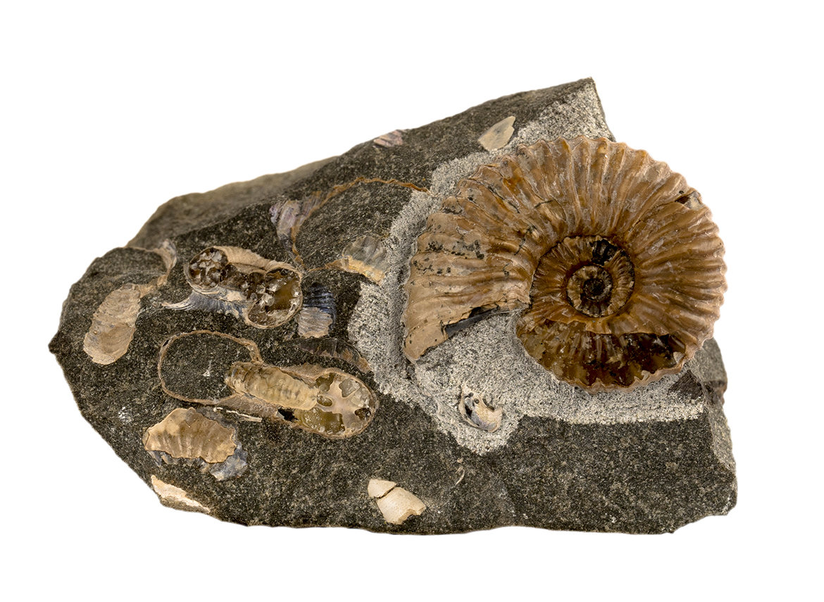 Decorative fossil # 36990, stone, ammonite