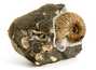 Decorative fossil # 36990, stone, ammonite