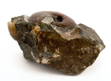 Декоративная окаменелость # 36991 камень аммонит