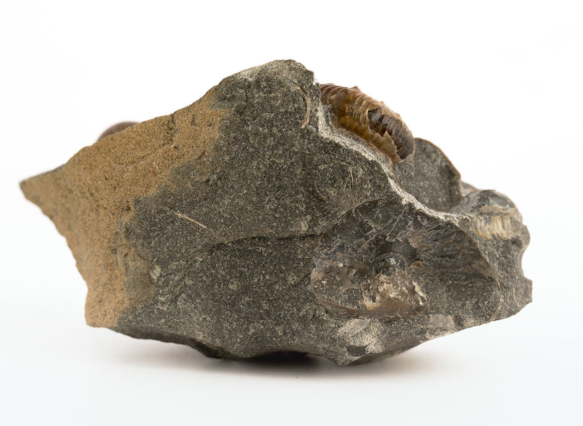 Декоративная окаменелость # 36991, камень, аммонит