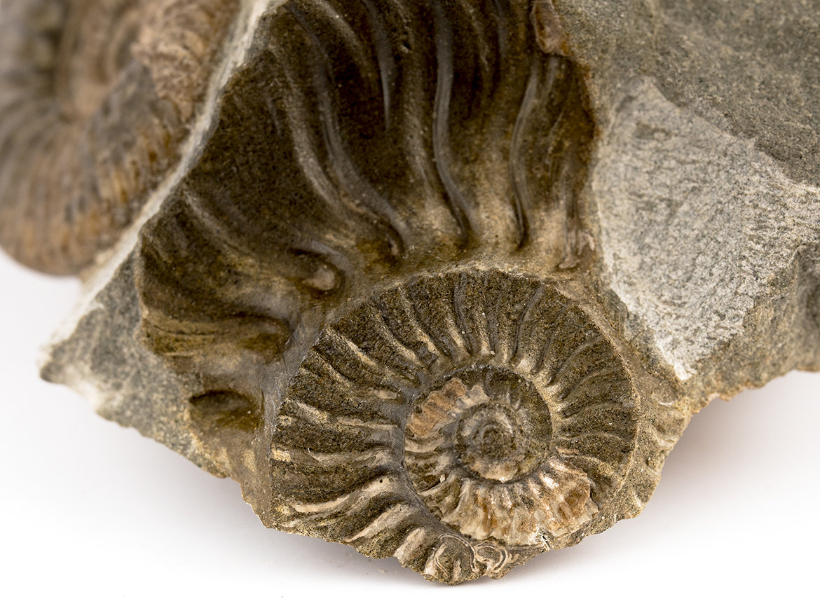 Decorative fossil # 36993, stone, ammonite