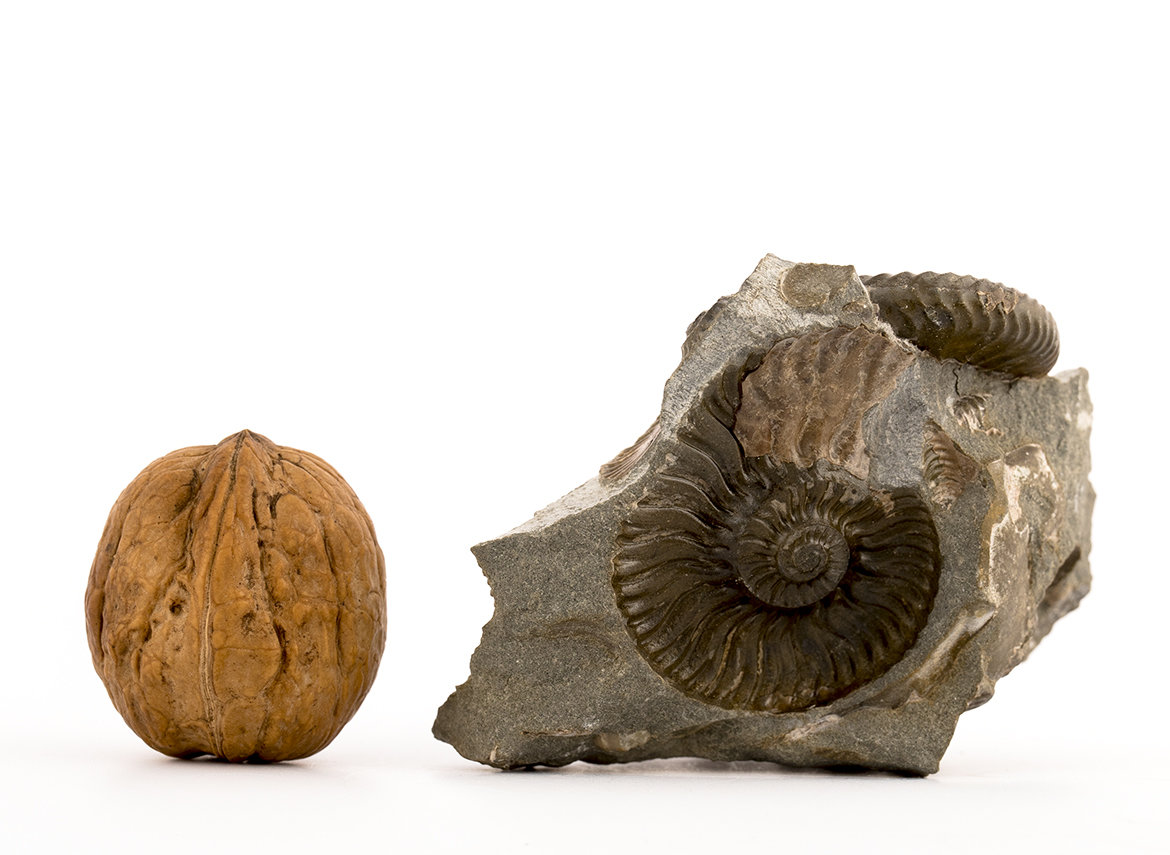 Decorative fossil # 36993, stone, ammonite