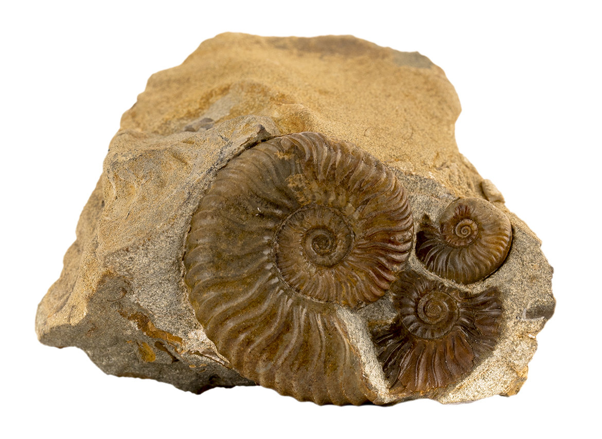 Decorative fossil # 36994, stone, ammonite
