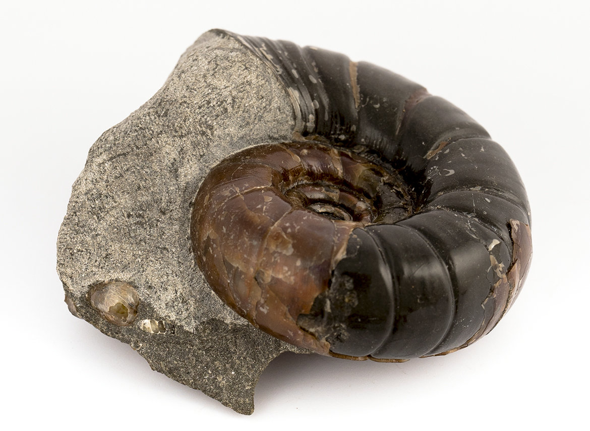 Decorative fossil # 36996, stone, ammonite