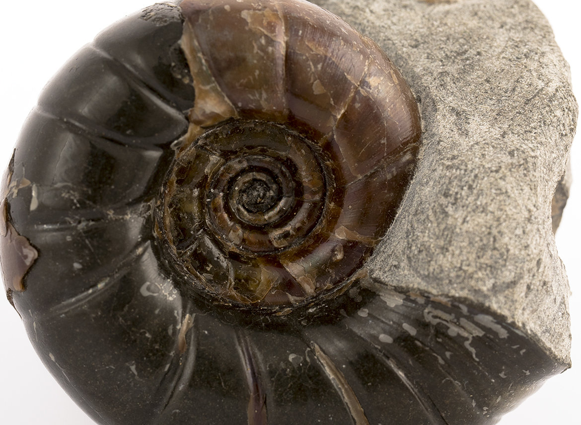 Decorative fossil # 36996, stone, ammonite