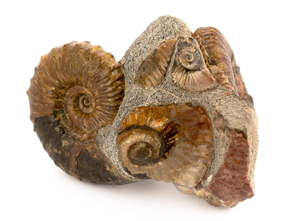 Decorative fossil # 36998, stone, ammonite