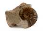 Decorative fossil # 36998, stone, ammonite