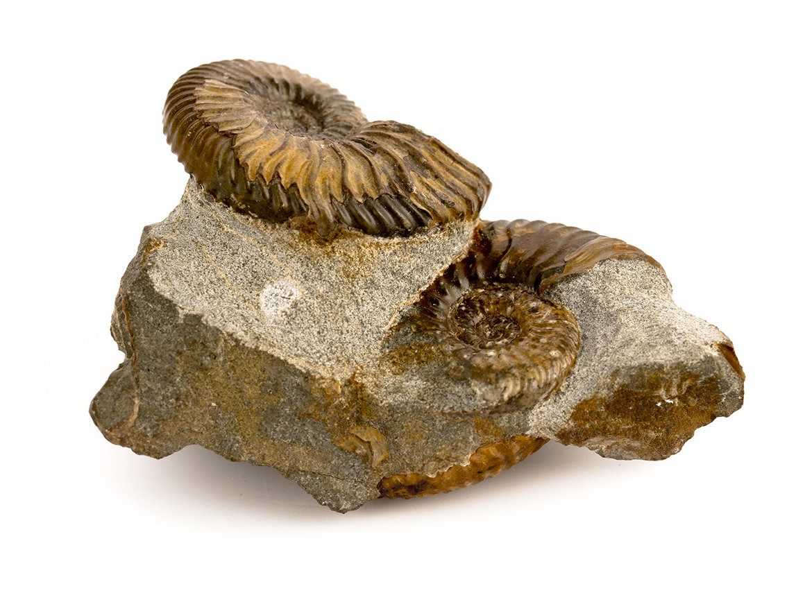 Decorative fossil # 36999, stone, ammonite