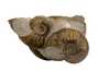 Decorative fossil # 36999, stone, ammonite