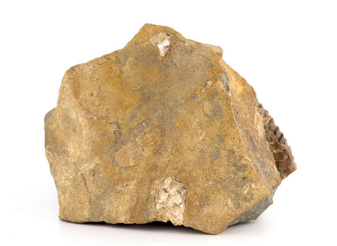 Декоративная окаменелость # 37001, камень, аммонит