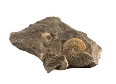 Декоративная окаменелость # 37002 камень аммонит