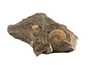 Декоративная окаменелость # 37002 камень аммонит