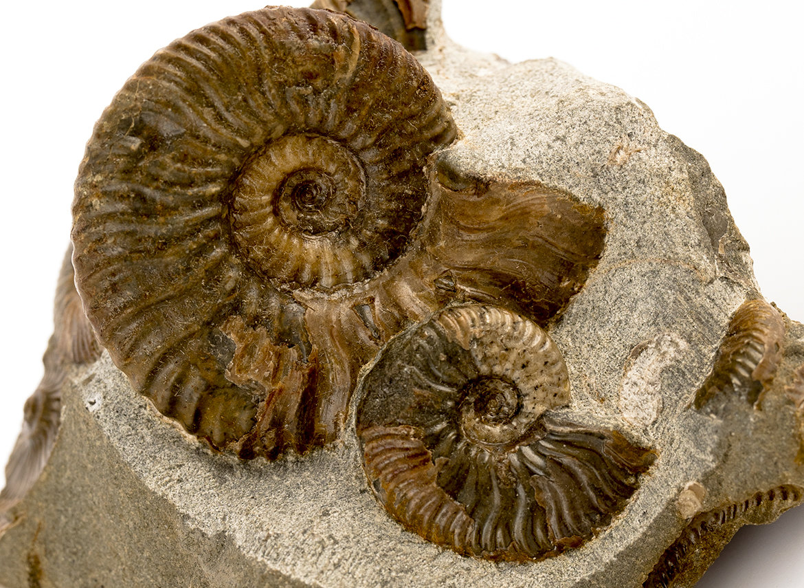 Decorative fossil # 37003, stone, ammonite
