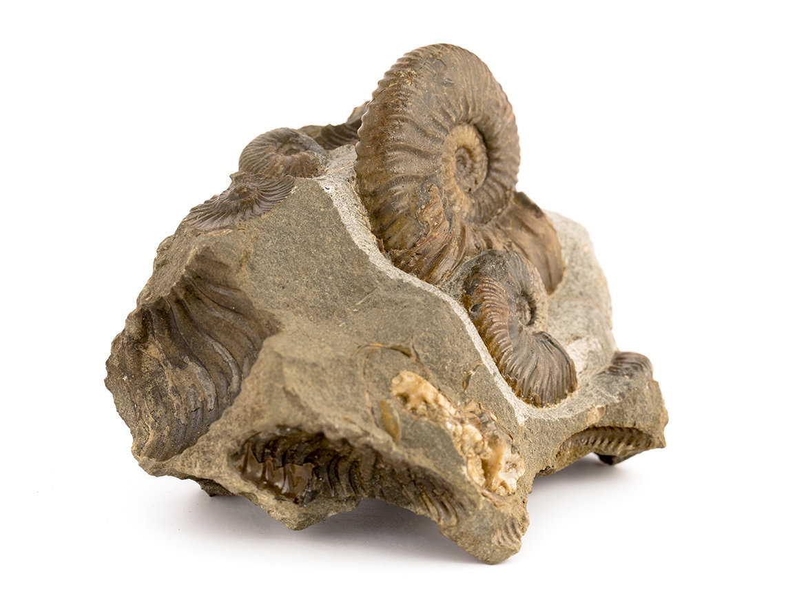 Decorative fossil # 37003, stone, ammonite
