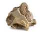 Декоративная окаменелость # 37003 камень аммонит