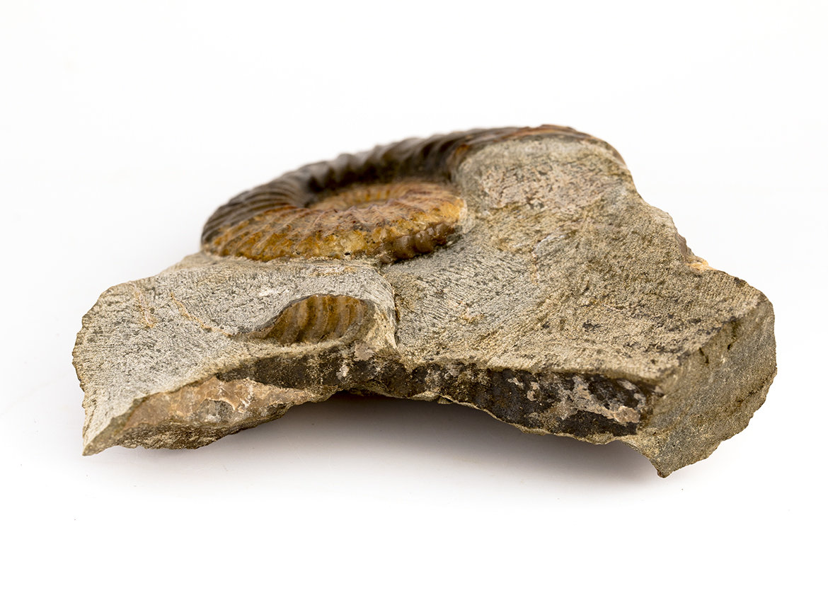 Decorative fossil # 37004, stone, ammonite