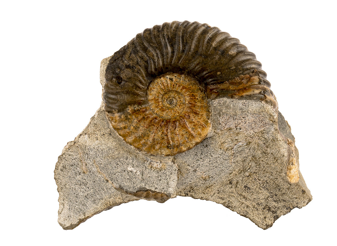 Decorative fossil # 37004, stone, ammonite