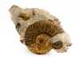 Decorative fossil # 37005, stone, ammonite