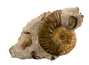 Decorative fossil # 37005, stone, ammonite