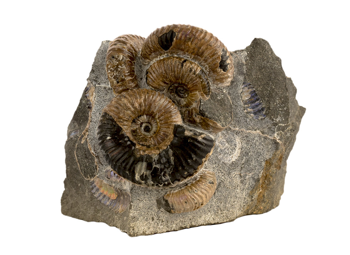 Decorative fossil # 37006, stone, ammonite