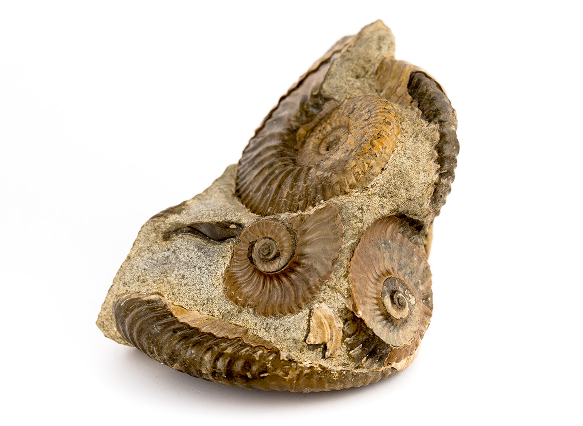 Decorative fossil # 37007, stone, ammonite