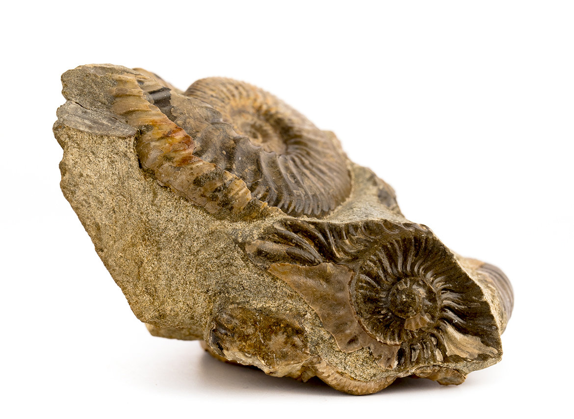 Decorative fossil # 37007, stone, ammonite