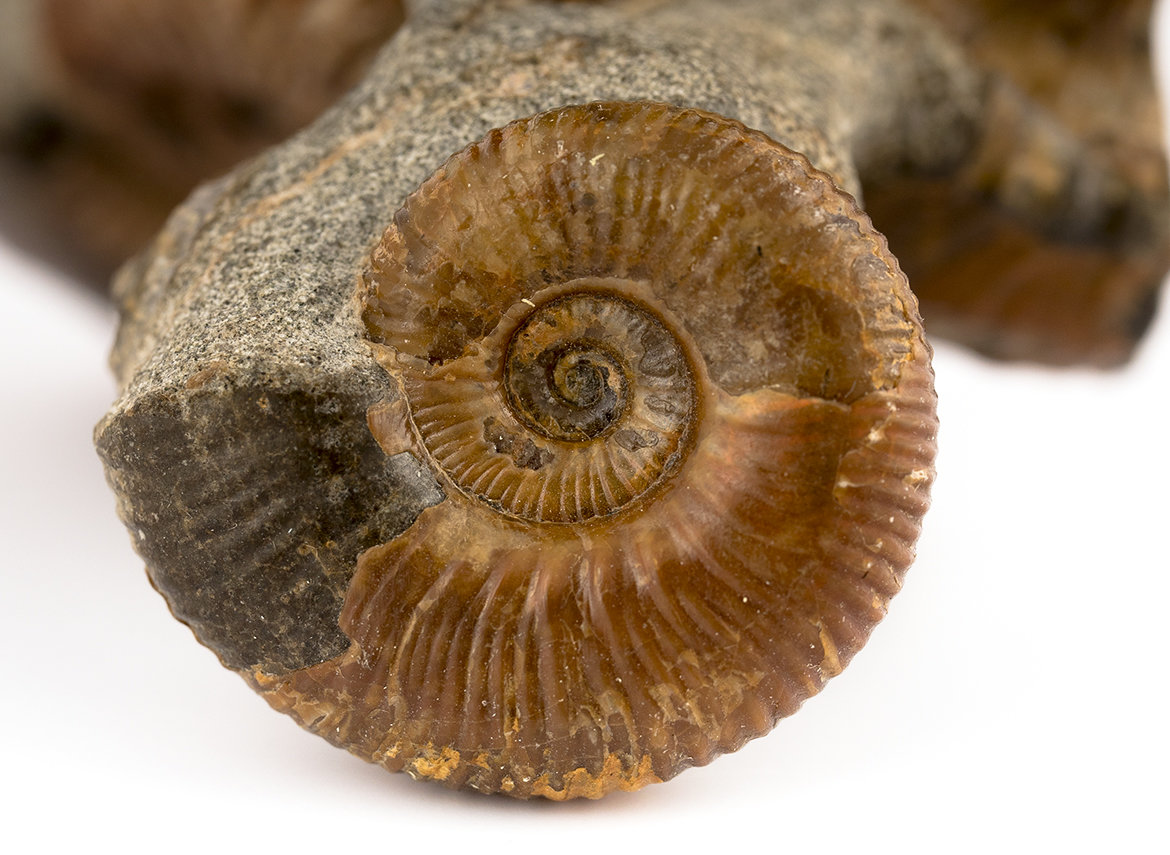 Decorative fossil # 37008, stone, ammonite
