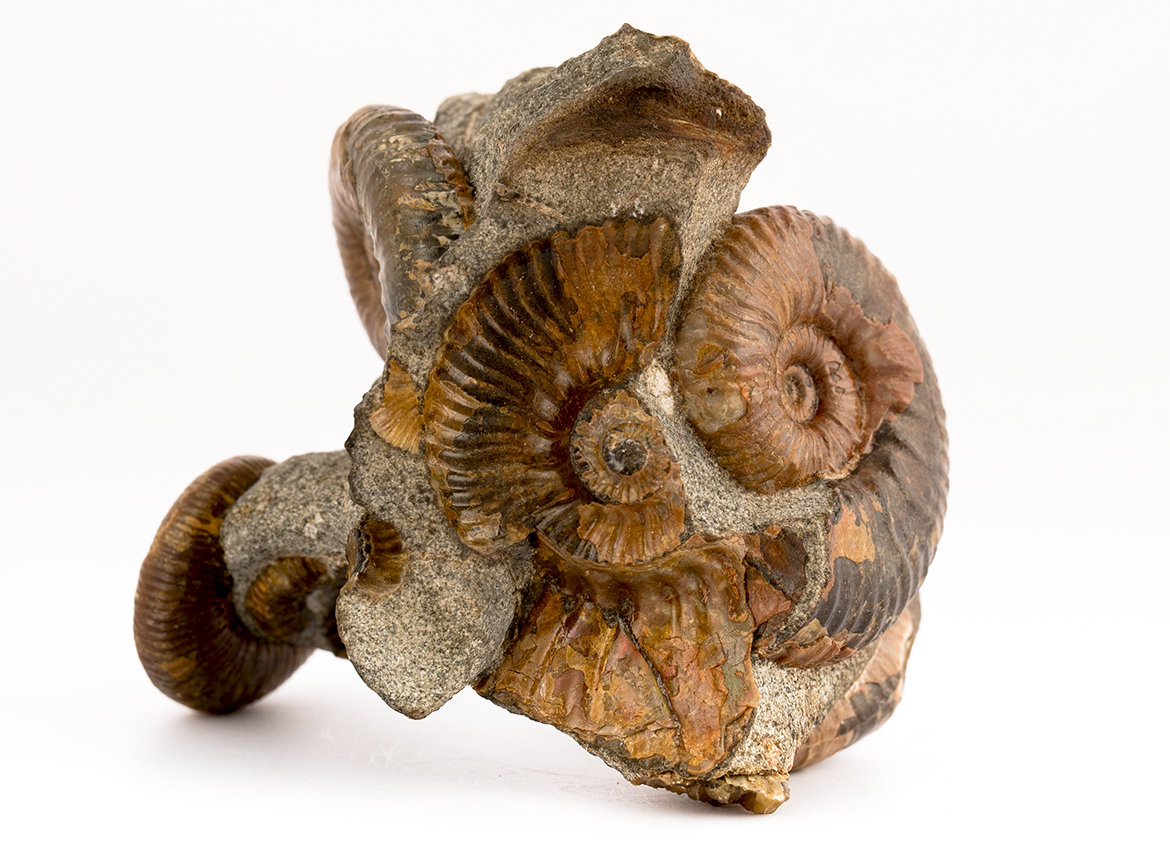 Decorative fossil # 37008, stone, ammonite