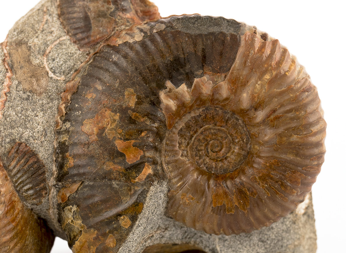 Decorative fossil # 37010, stone, ammonite