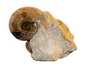Декоративная окаменелость # 37011, камень, аммонит