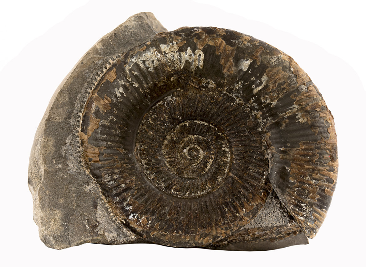 Decorative fossil # 37014, stone, ammonite