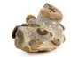 Декоративная окаменелость # 37015 камень аммонит