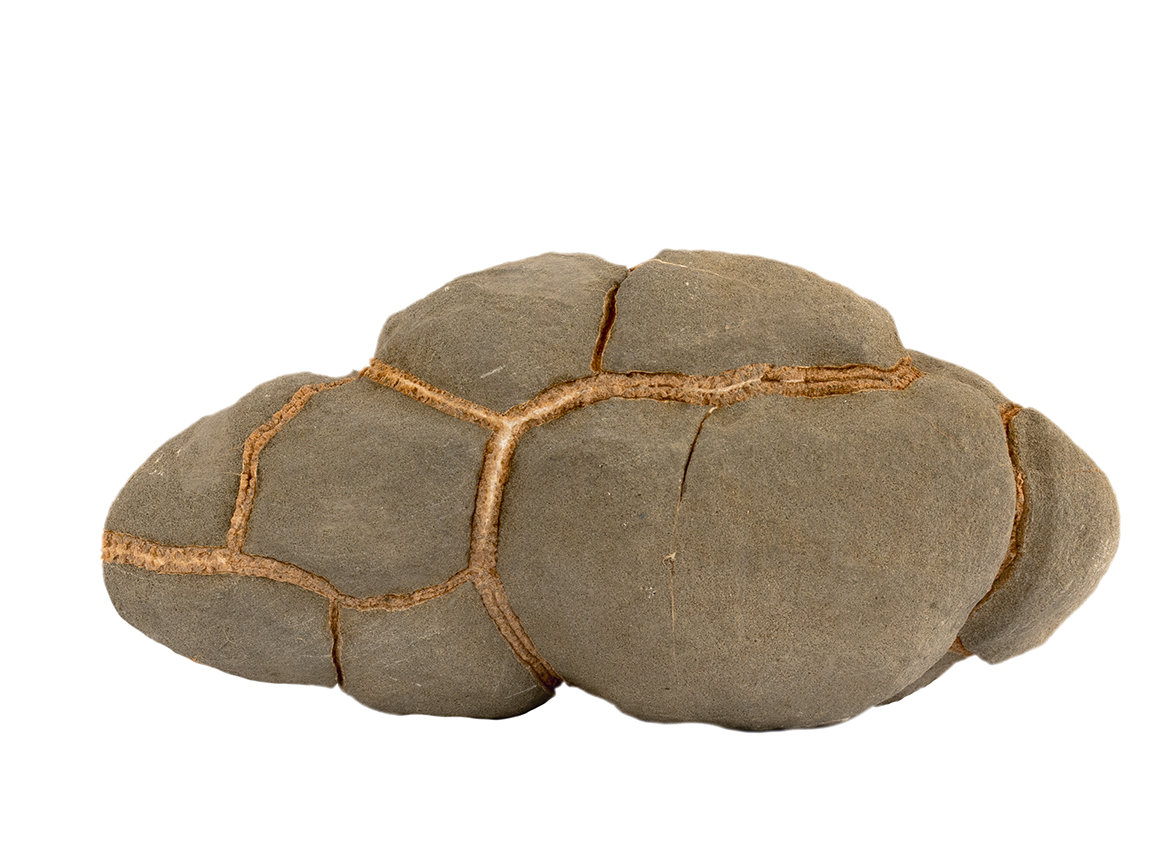 Декоративная окаменелость # 37017, камень, септарии
