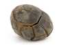 Декоративная окаменелость # 37020 камень септарии