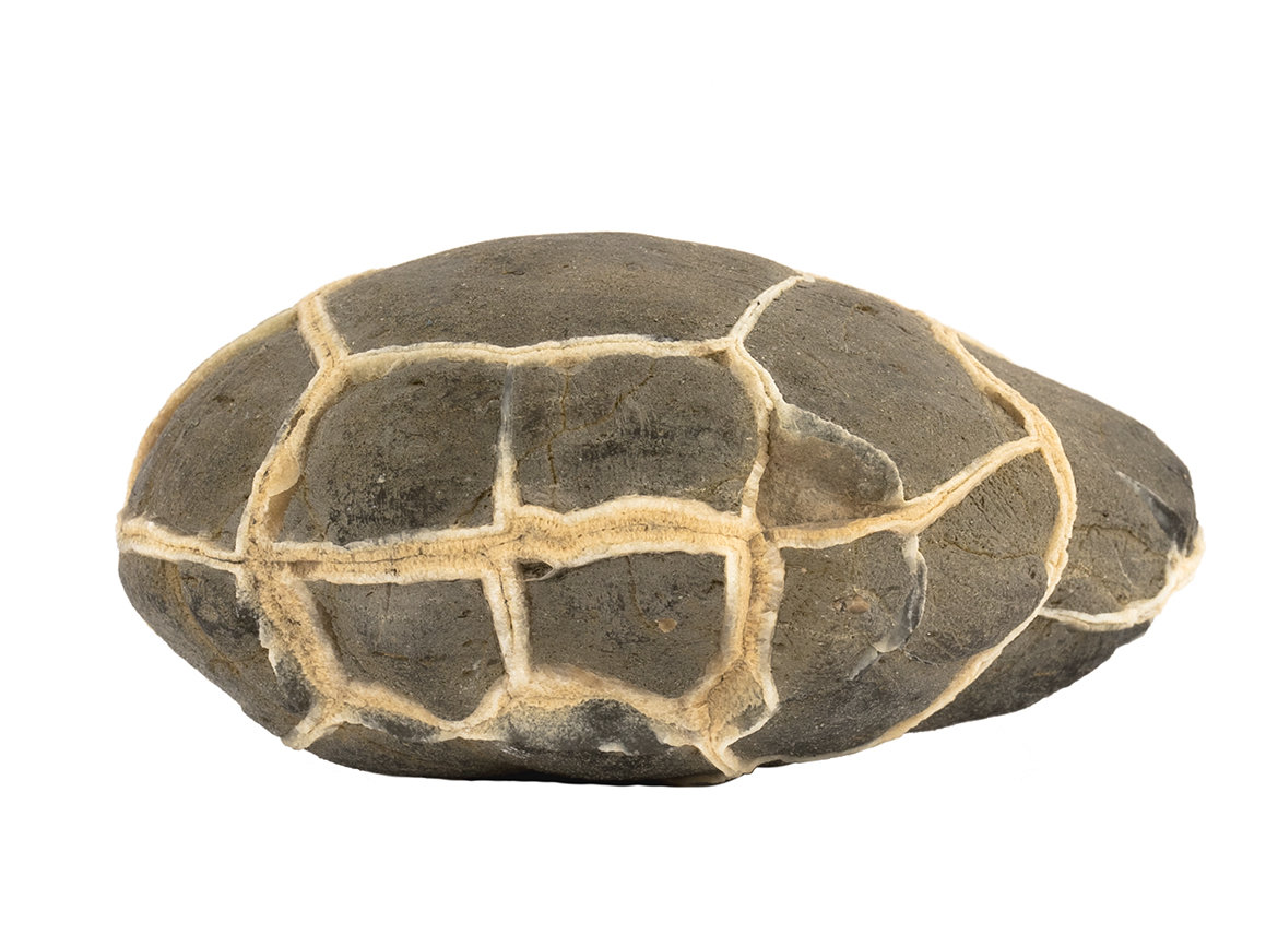 Декоративная окаменелость # 37023, камень, септарии
