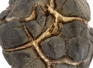 Декоративная окаменелость # 37024 камень септарии