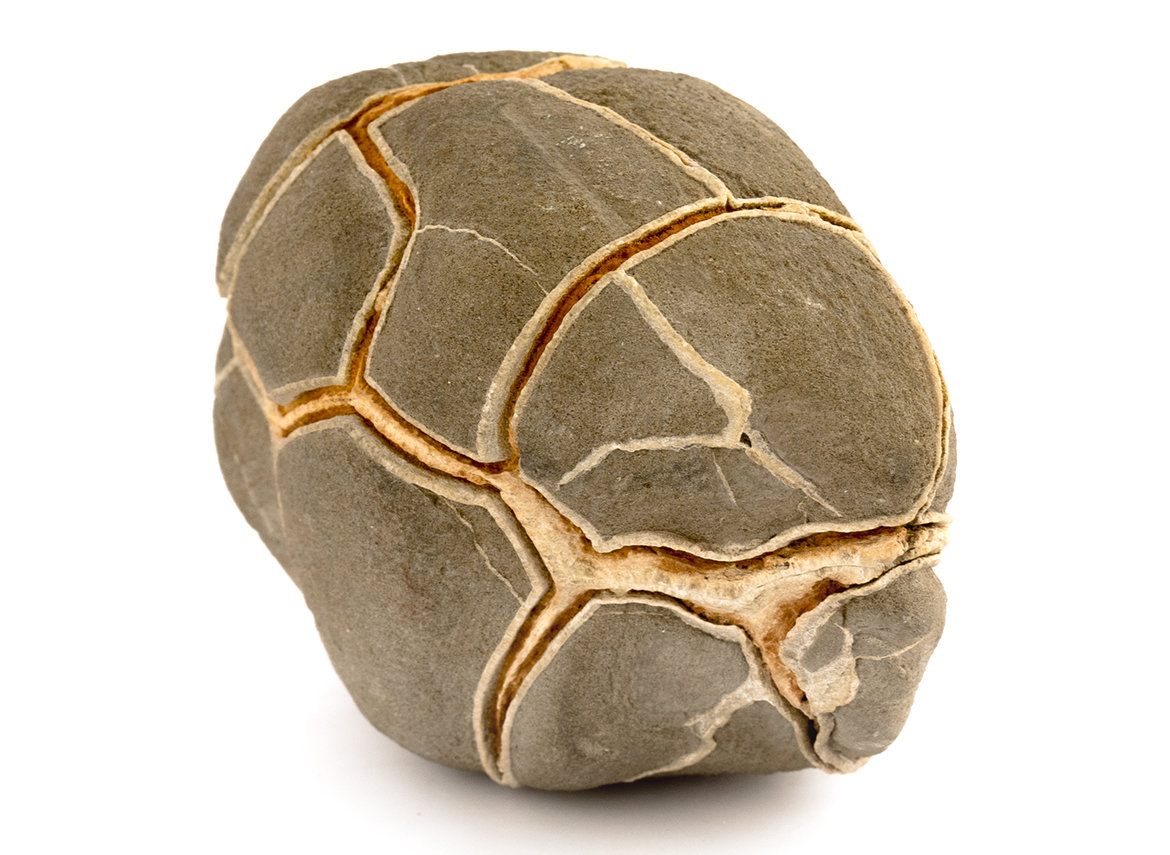 Декоративная окаменелость # 37025, камень, септарии