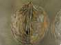 Пиала ручная работа Мойчай # 42070, Художественный образ "Грецкий орех", керамика/ручная роспись, 72 мл.