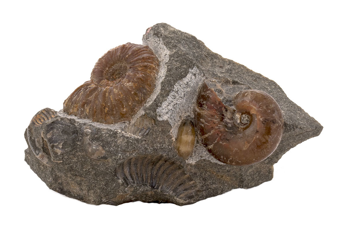 Decorative fossil # 43988, ammonite