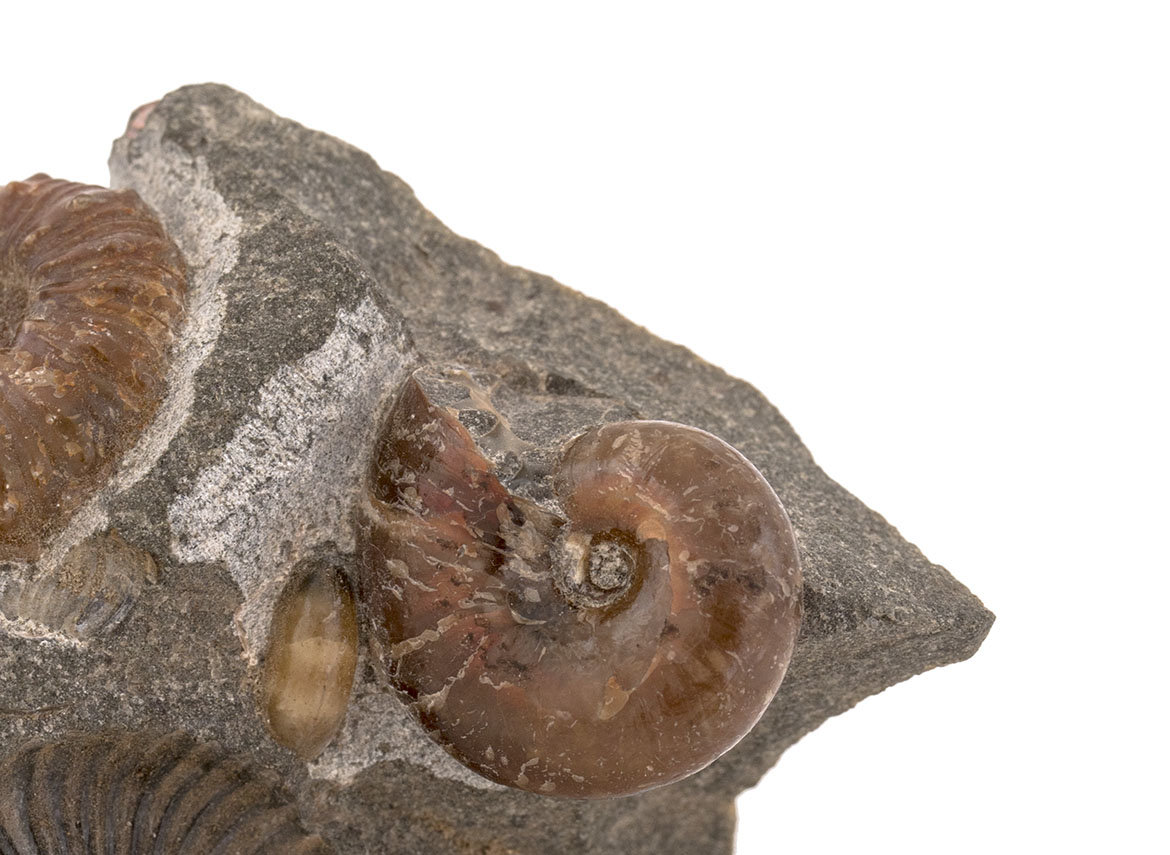 Decorative fossil # 43988, ammonite