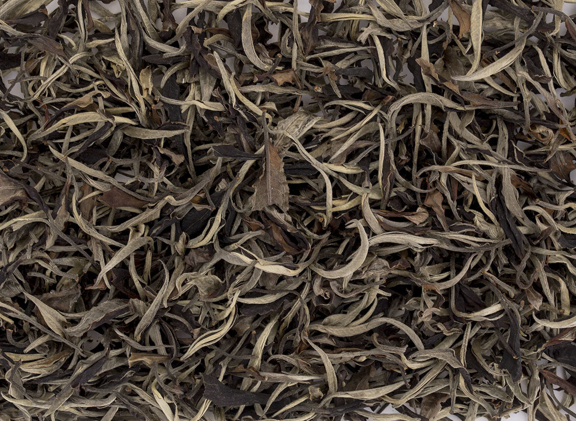 Thailand Maetaeng White Tea from the old Assamica trees, Moychay Tea Forest Project Feb 2023