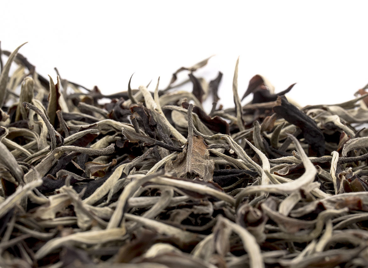 Thailand Maetaeng White Tea from the old Assamica trees, Moychay Tea Forest Project Feb 2023