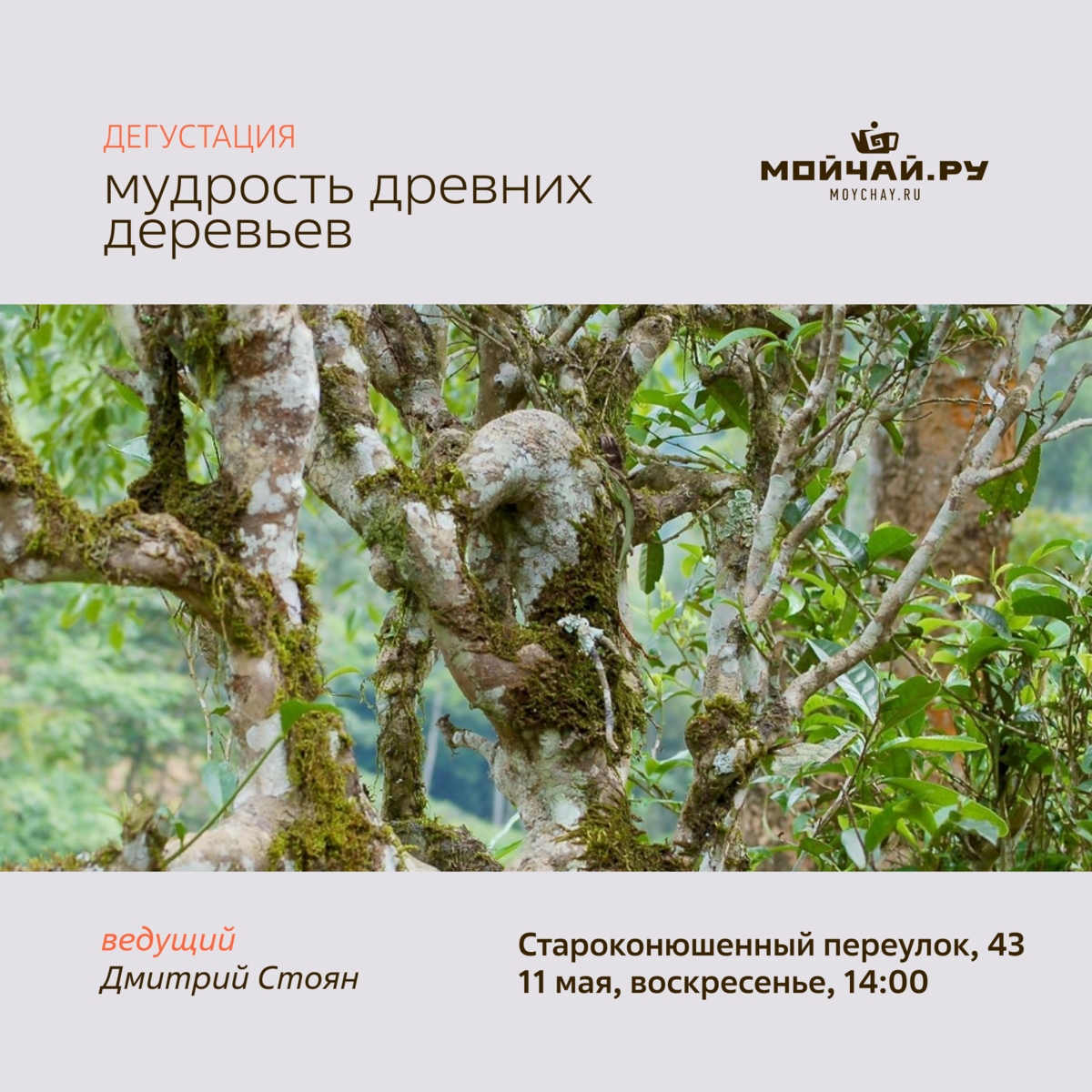Дегустация "Мудрость древних деревьев"/11 мая/ЧАЙНЫЙ КЛУБ МОЙЧАЙ.РУ АРБАТ